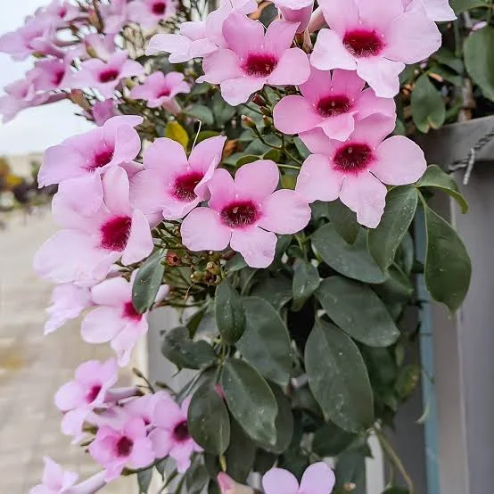 Pandorea Jazminoides